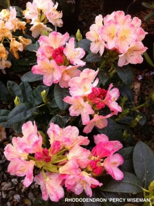 Rhododendron 'Percy Wiseman'